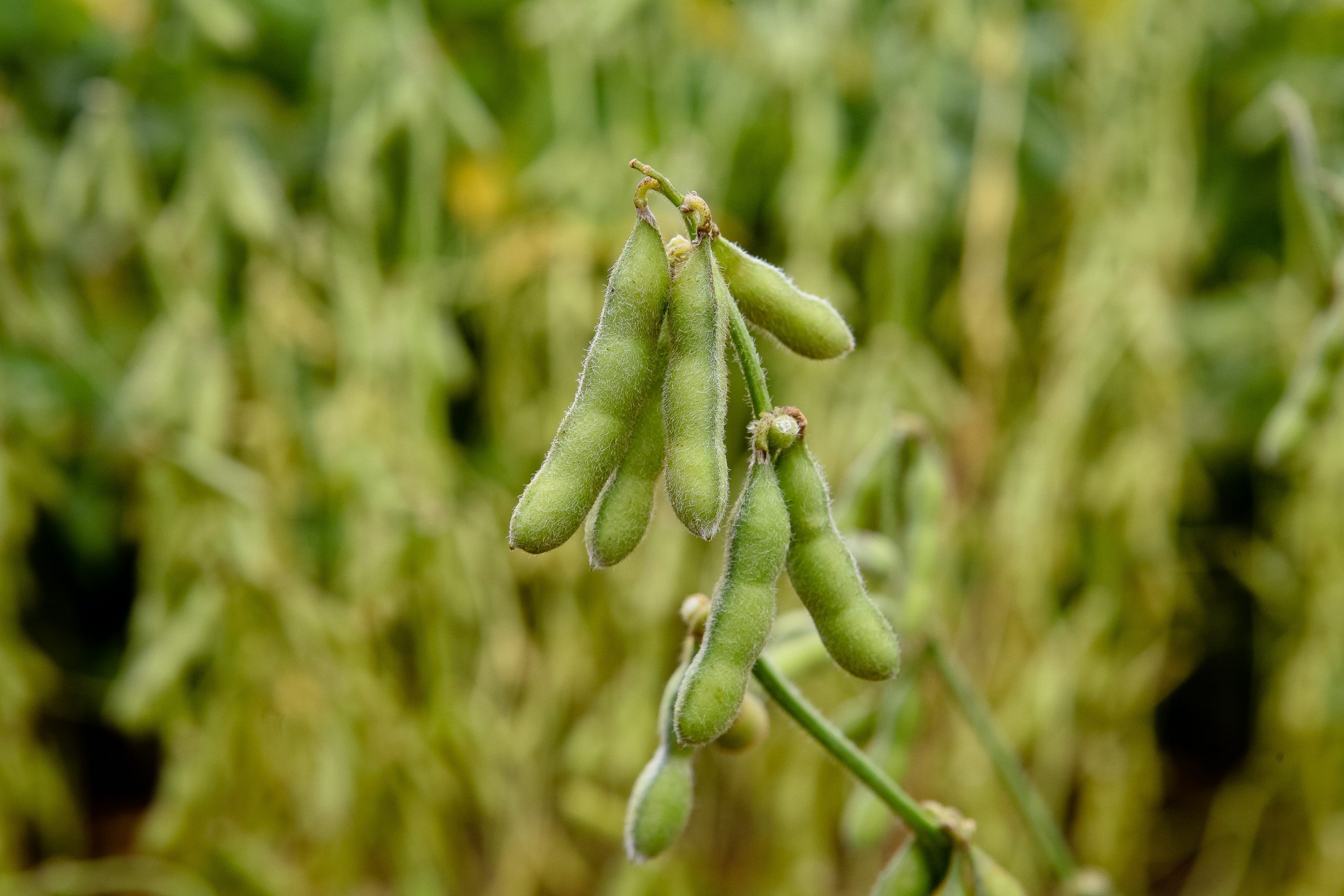 soya beans soya beans