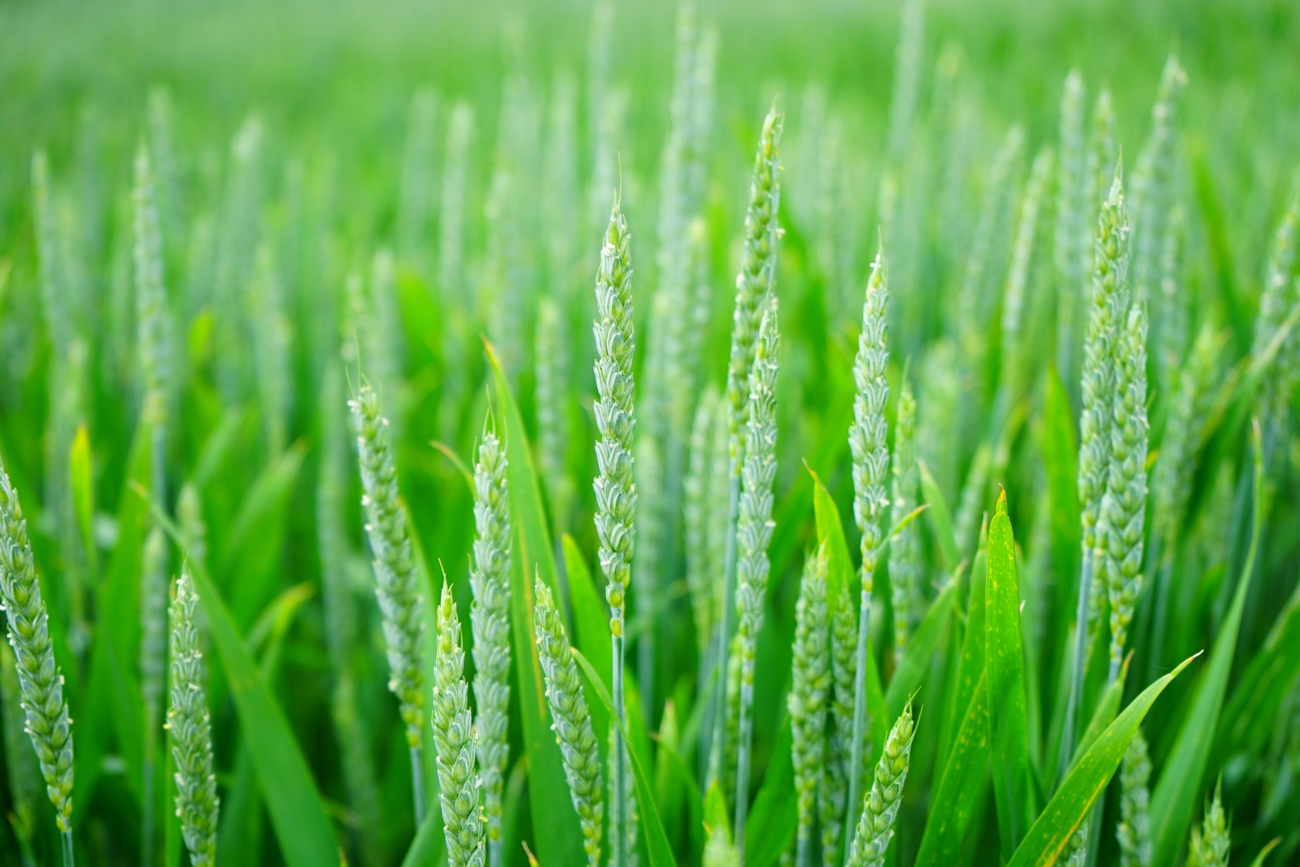 Export commodities